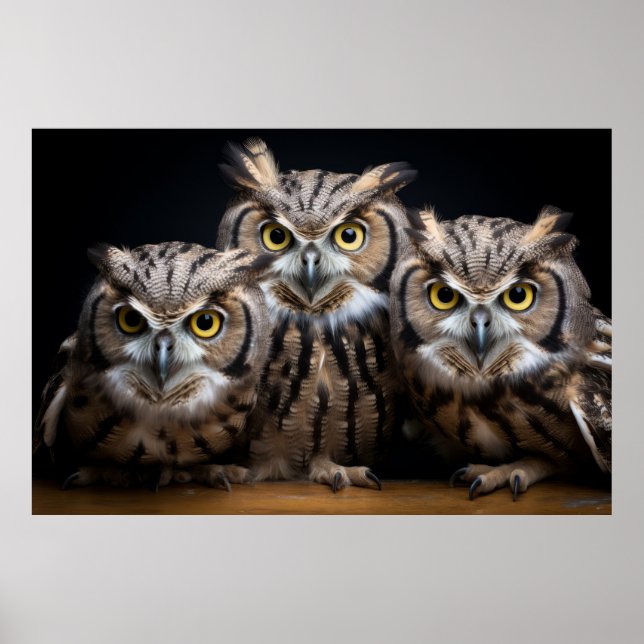 Poster Owl Wild Animal Retrait Nature Beauty (Frente)