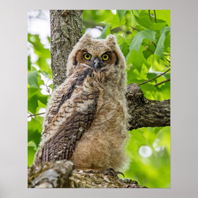 Poster Owlet (Frente)