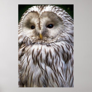 PÔSTER OWLS