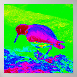 Poster Oyster Catcher