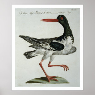 Pôster Oyster Catcher, c.1767-76 (gravura manuscrita)
