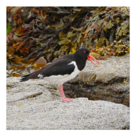 Pôster Oystercatcher Poster