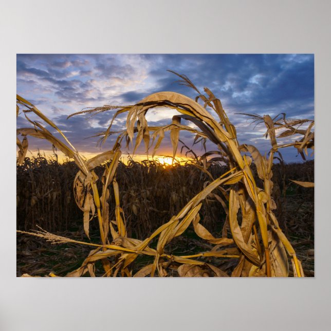 Poster Ozarks Harvest (Frente)