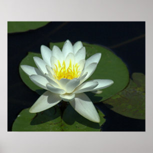PÔSTER P1100646.RAW, "FLOR DE LOTUS BRANCO "