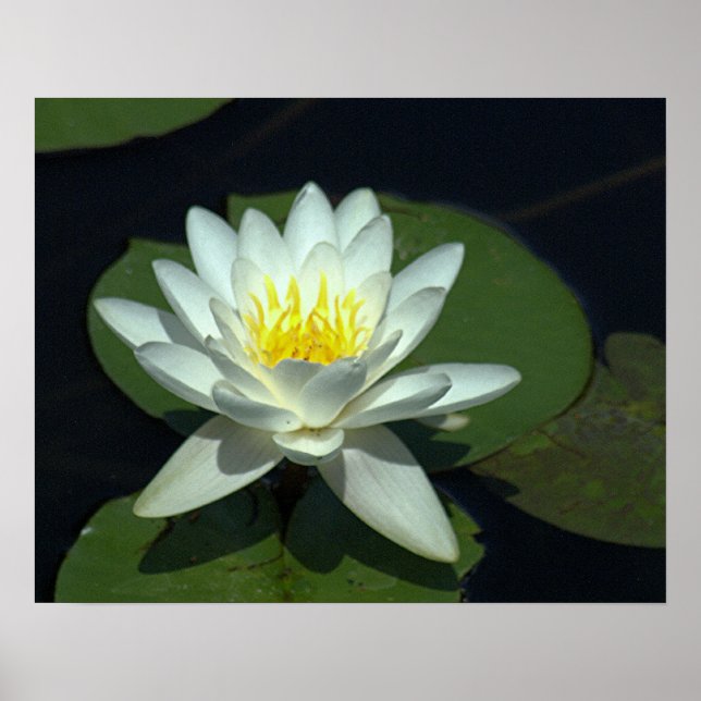 PÔSTER P1100646.RAW, "WHITE LOTUS BLOSSOM" (Frente)