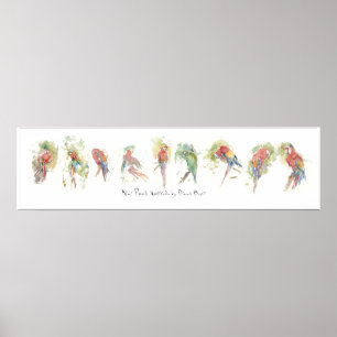 Poster P3, nove papagaios, aguarela por Dennis Boyce