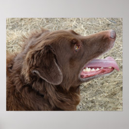 Pôster P4 Flatlandersam