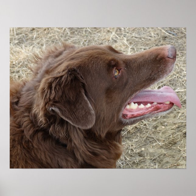 Pôster P4 Flatlandersam (Frente)