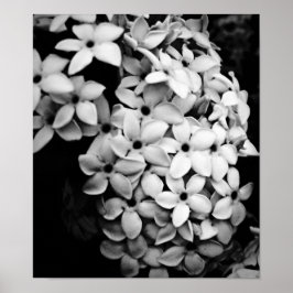 POSTER P&B