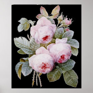 Pôster P.J. Buquê cor-de-rosa de Redoute Bourbon no pret
