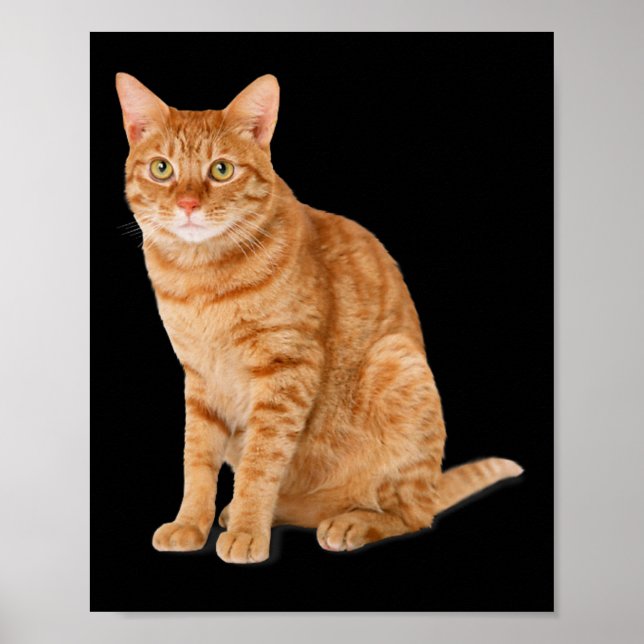 Poster Pá Laranja Gato Engraçado Gato Parody Gift Kit (Frente)
