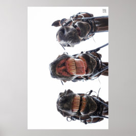 Poster Paarden in de mond gekeken. 3 paarden lachend.