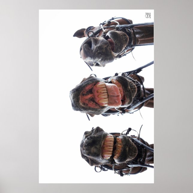 Poster Paarden in de mond gekeken. 3 paarden lachend. (Frente)