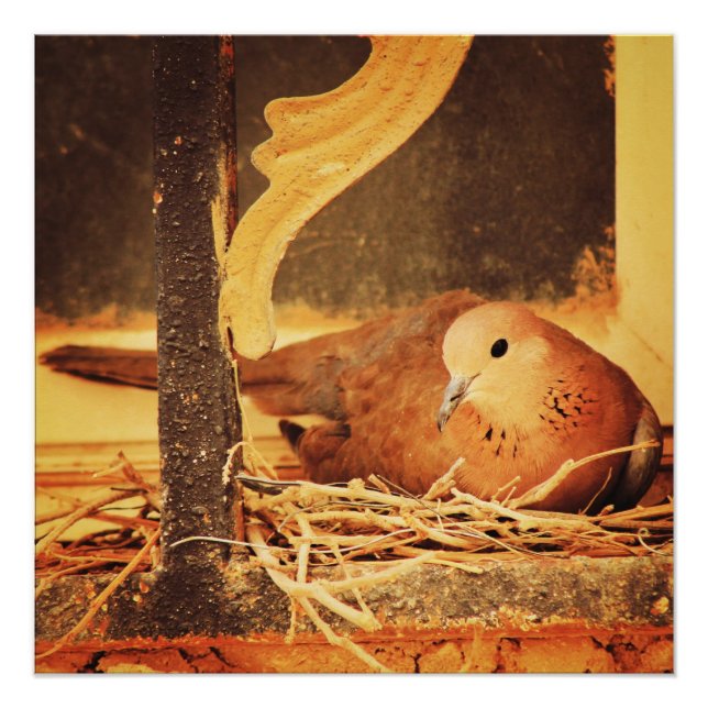 Pôster Paciência (Frente)