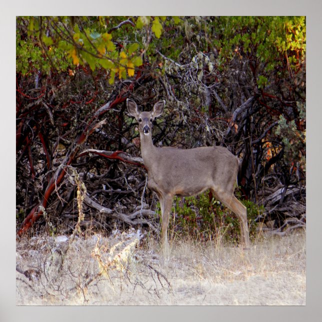 Poster Pacificamente... (Frente)