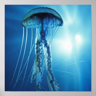 Pôster Pacífico_Oceano_Água-viva