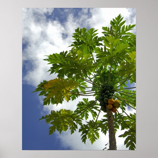 Pôster Pacífico Sul, Polinésia Francesa, Moorea. 2 (Frente)