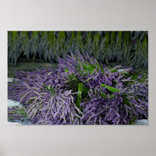 Poster Pacotes de lavanda