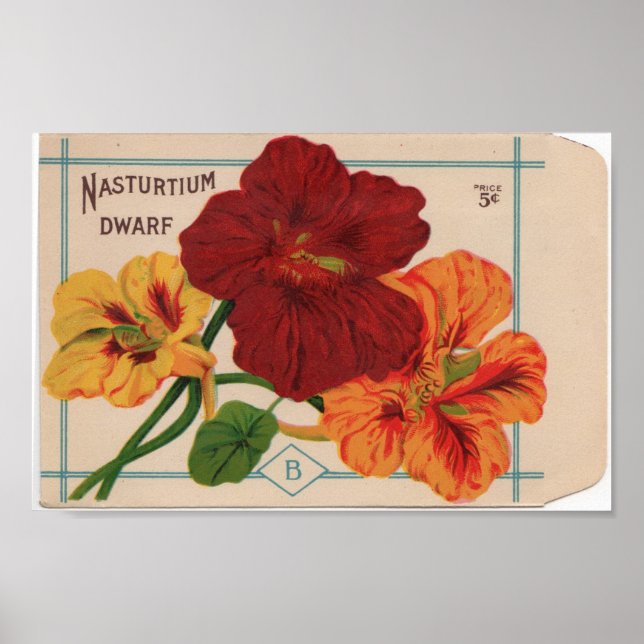 Pôster Pacotes de Semente Vintage (Frente)