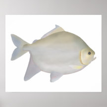 Pacu Murutinga