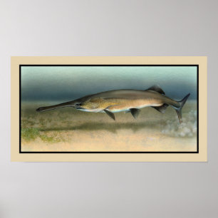 Pôster Paddlefish americano (de Mississippi)