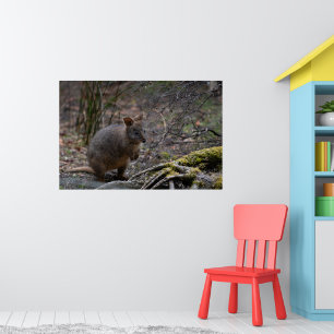 Poster Pademelon Austrália, Foto de um animal bonito