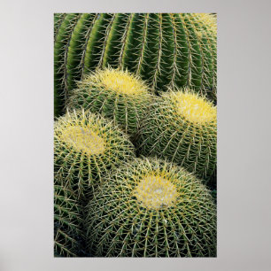 Poster Padrão de Cacto