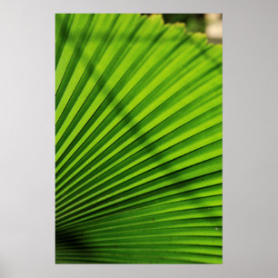 Poster Padrão de Folha de Palmeira Gigante