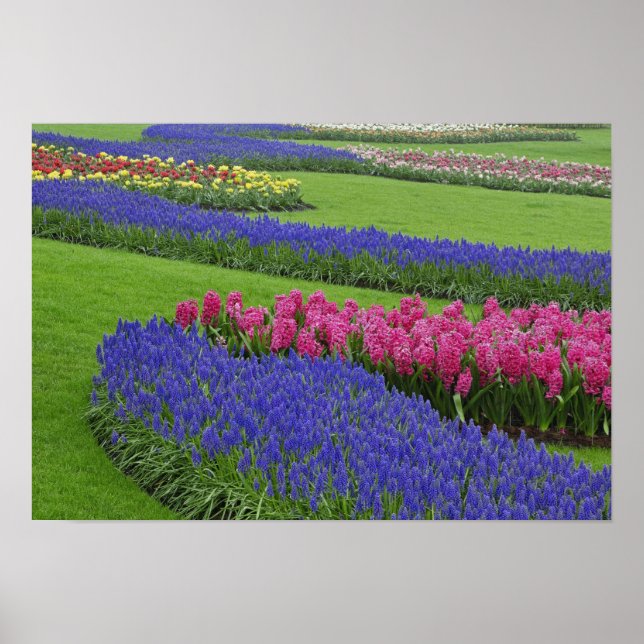 Pôster Padrão de Jacinto-de-musgo, tulipas, e (Frente)