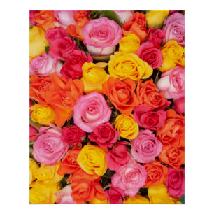 Pôster Padrão de Rosas Coloridas Florais Fundo