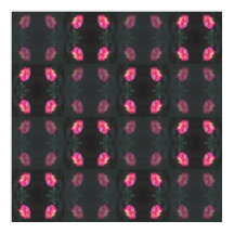 Padrão de Rosas Cor-de-Rosa
