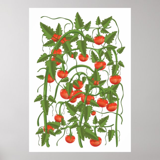Poster Padrão de Tomates (Frente)