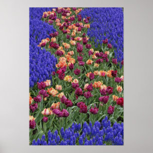 Pôster Padrão de tulipas e flores de Jacinto de Uva,