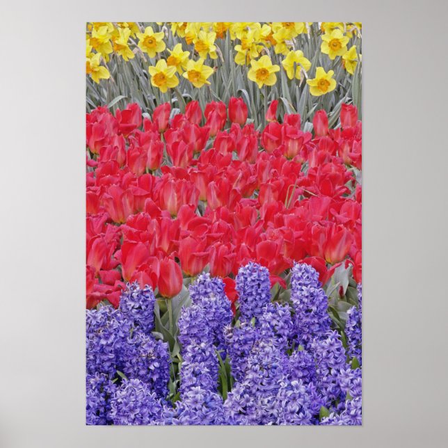 Poster Padrões de hiacinth, tulipas e daffodils, (Frente)