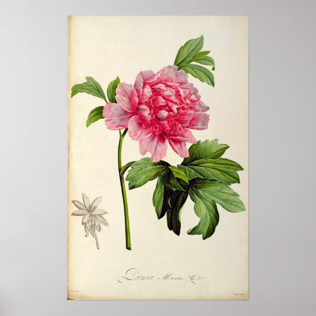 Poster Paeonia Moutan, c.1799 (Frente)