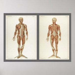 Pôster Páginas de Livro de Anatomia Antiga