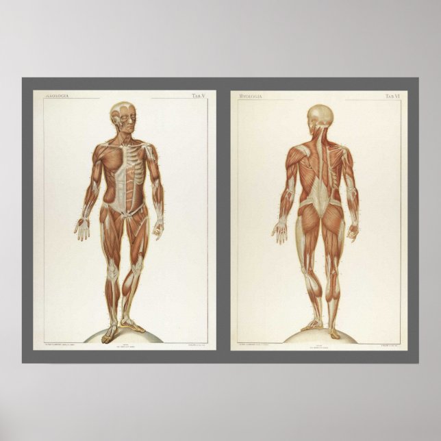 Pôster Páginas de Livro de Anatomia Antiga (Frente)
