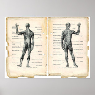 Poster Páginas do livro da anatomia do vintage