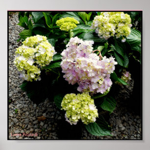 Pôster Pai grande do Hydrangea