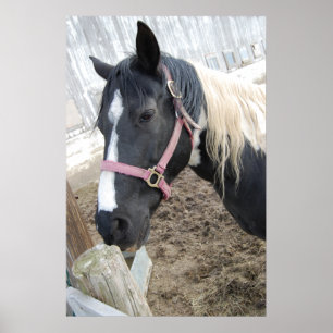 Poster Paint Horse