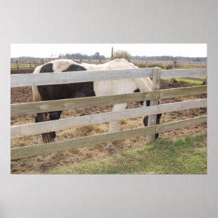 Pôster Paint Horse in Corral
