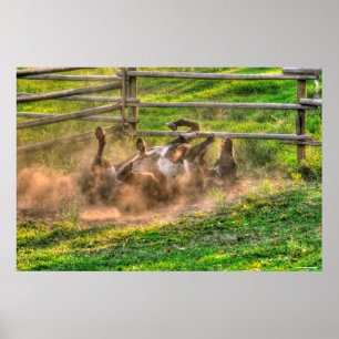 Pôster Paint Horse Rolling in Dust Funny Photo