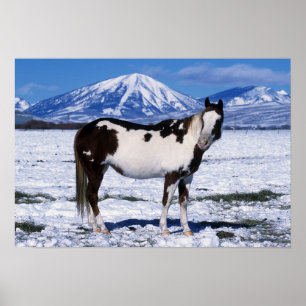Poster Paint Horse Standing in the Snow