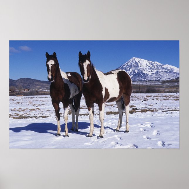 Pôster Paint Horses Standing in the Snow (Frente)