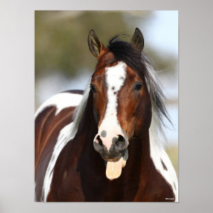 Poster Paint Stallion com Tongue Out Headshot