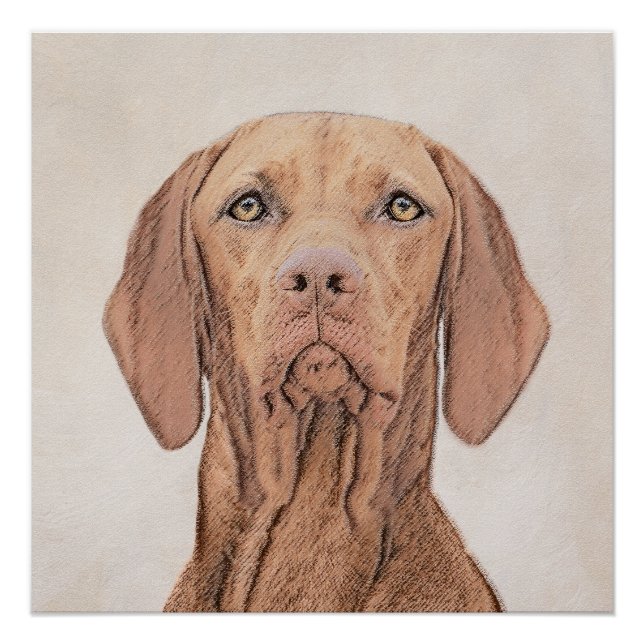 Pôster Painting Vizsla - Arte de Cachorro Original (Frente)
