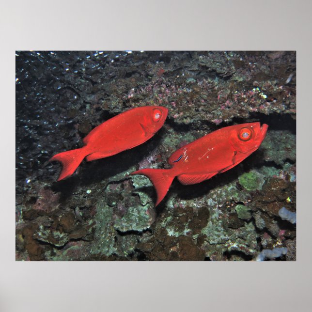 Poster Pair of Bigeyes (Frente)