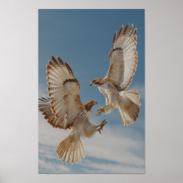 Poster Pair of red-tailed hawks in courtship dance