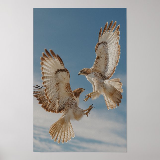 Poster Pair of red-tailed hawks in courtship dance (Frente)