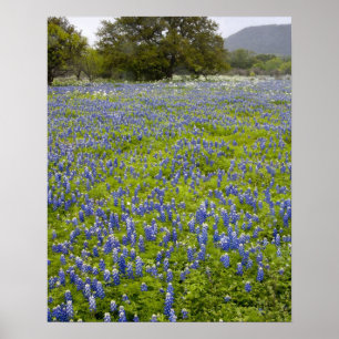 Poster País das Colinas, Texas, Bluebonnets e Carvalho